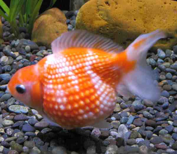 Pearlscale Goldfish: Özellikleri, Diyeti, Yetiştirilmesi ve Kullanımları