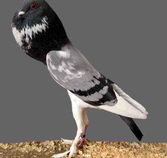 Pigmy Pouter Pigeon: Özellikleri, Kullanımları ve Cins Bilgileri