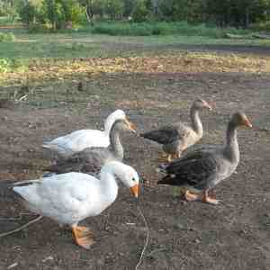 Pilgrim Goose: Özellikleri, Menşei ve Cins Bilgileri