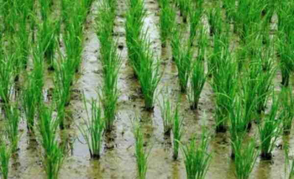 Pirinç Yetiştiriciliği: Pirinç Nasıl Yetiştirilir (Başlangıç ​​Kılavuzu)