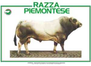 Piyemonte Sığırları: Özellikleri, Kullanımları ve Tam Cins Bilgileri