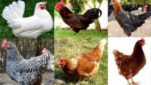 Polonya Tavuk Yetiştiriciliği: Yeni Başlayanlar İçin İş Başlangıç ​​Planı