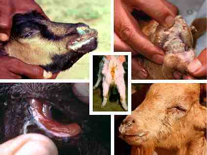 PPR Hastalığı: Hastalıkları Kontrol Etme ve Hayvanları Kurtarma