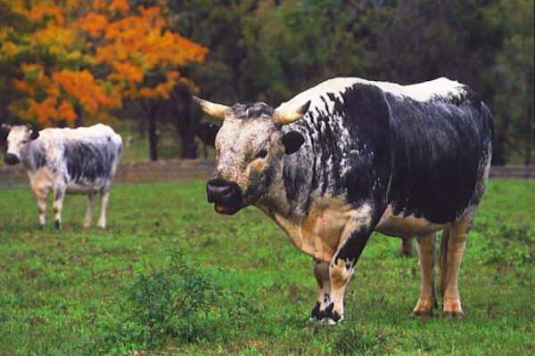 Randall Sığırları: Özellikleri, Kullanımları ve Tam Cins Bilgileri