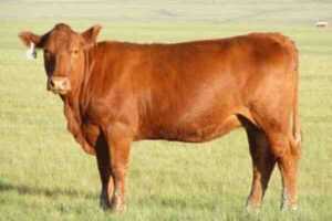 Red Angus Sığırı: Özellikleri, Kullanımları ve Tam Cins Bilgileri