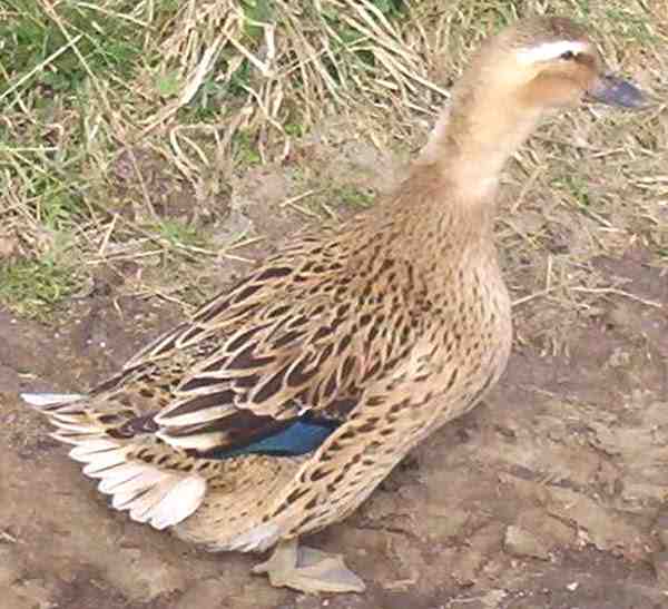 Rouen Duck: Özellikleri, Kökeni, Kullanımları ve Tam Cins Bilgileri