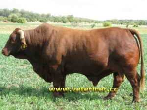 Santa Gertrudis Sığırı: Özellikleri, Kullanımları ve Tam Cins Bilgileri