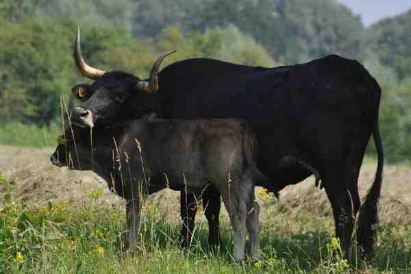 Sayaguesa Sığırları: Özellikleri, Kullanımları ve Tam Cins Bilgileri