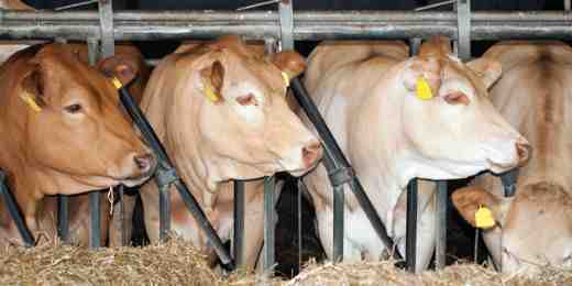 Sığır Yetiştiriciliği: Et İnekleri Nasıl Yetiştirilir (Başlangıç ​​Kılavuzu)