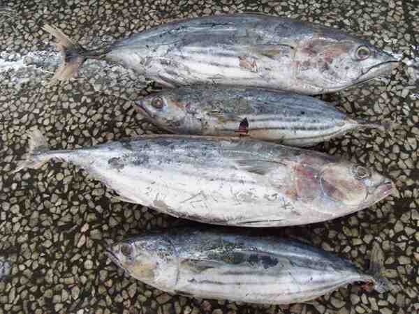 Skipjack Ton Balığı: Özellikleri, Diyeti, Yetiştirilmesi ve Kullanımları