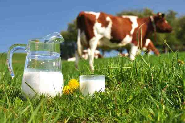Süt Sığırları için En İyi Yem Bitkileri: Süt Besleme Rehberi