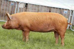 Tamworth Pig: Özellikleri, Menşei ve Irk Bilgileri