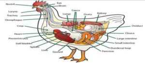 Tavuk Sindirim Sistemi: Kanatlı Sindirim Sistemi