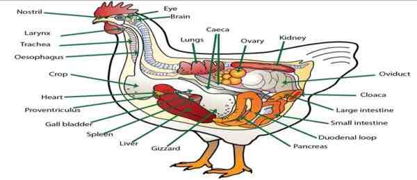 Tavuk Sindirim Sistemi: Kanatlı Sindirim Sistemi