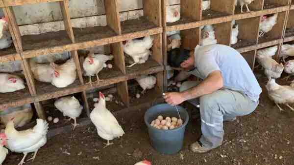Tavuk Yetiştiriciliği İşine Nasıl Başlanır: Yeni Başlayanlar İçin Kâr ve Plan
