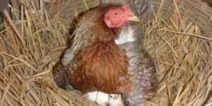 Tavuklar Ne Zaman Yumurtlar: Bilmeniz Gerekenler