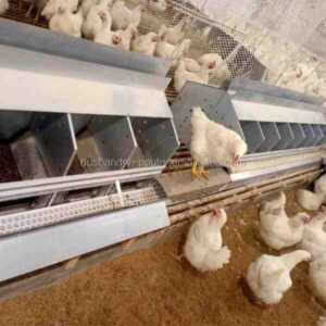 Tavuklar Yuva Kutusu Olmadan Yumurtlar mı: Yeni Başlayanlar İçin Tam Kılavuz