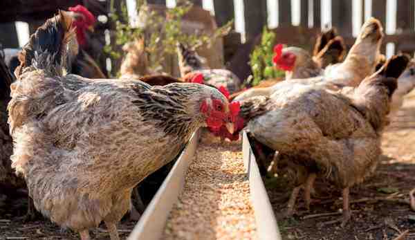 Tavukları Beslememeniz Gerekenler: Tavuklarınızı Neler Beslemekten Kaçınmalısınız?