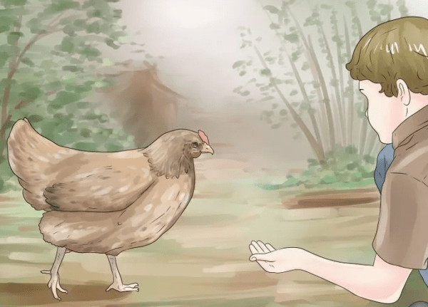 Tavuklarla İletişim: Tavuklarla Nasıl İletişim Kurulur