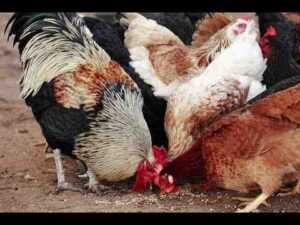 Yabani Tavuklar Ne Yiyor: Yabani Tavuk Yeme Alışkanlıkları Bilgi