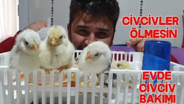 Yavru Civcivlerin Bakımı: Yavru Tavukların Bakımı Nasıl Yapılır?