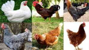 Yumurta Tavukları İçin Koşullar: İyi Yumurta Üretimi İçin İdeal Koşullar