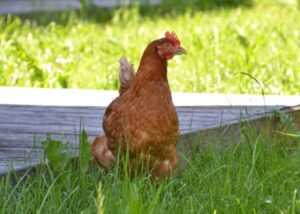 Yumurtacı Kümes Hayvanları Ekipmanı: Yumurtacı Kümes Hayvancılığı İçin İhtiyacınız Olan Her Şey