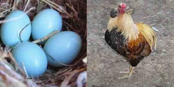 Yumurtlayan Tavuklar İçin İdeal Alan: Tavukların Sevdiği Alan Katmanı Türü