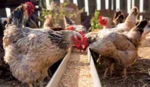 Yumurtlayan Tavukları Nelerle Beslemeli: Yumurtacı Tavukları Besleme Rehberi