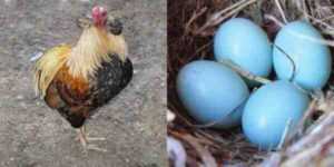 Yumurtlayan Tavukların Yumurtalarını Kırmasını Nasıl Durdurursunuz?