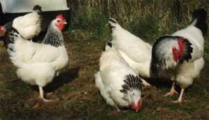 Yumurtlayan Tavuklarla İlgili Sorunlar: Yaygın Tavuk Yumurtası Sorunlarını Önleyin