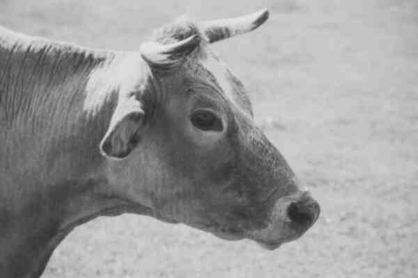 Yurino Sığırı: Özellikleri, Kullanımları ve Tam Cins Bilgileri