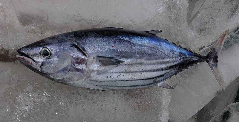 Cá ngừ vằn: đặc điểm, chế độ ăn uống, sinh sản và sử dụng