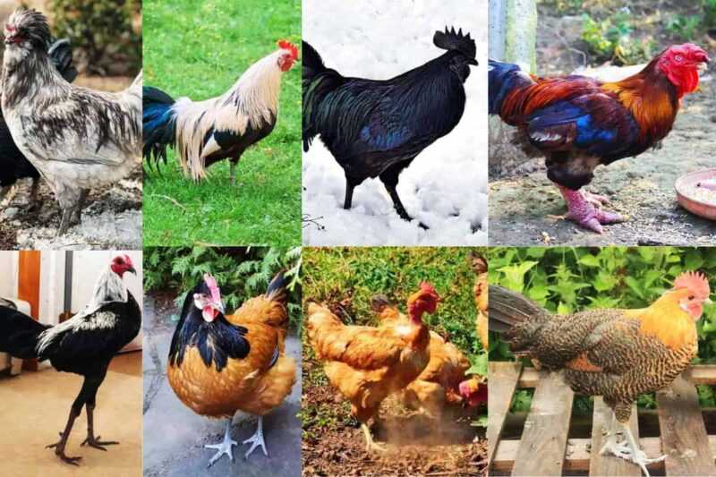 Các loại gà trống: các loại gà trống để nuôi