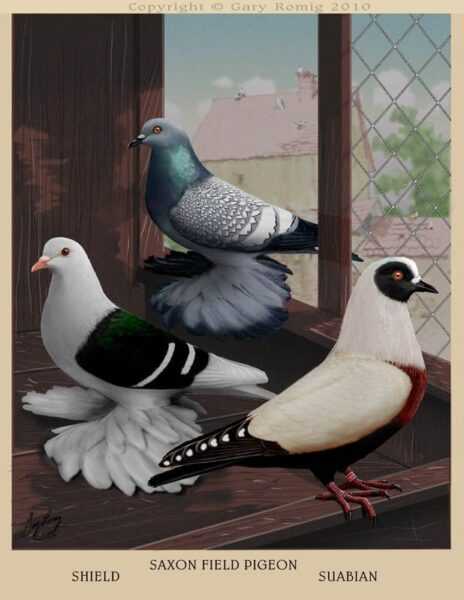 Chim bồ câu khiên Saxon: đặc điểm, công dụng và thông tin giống