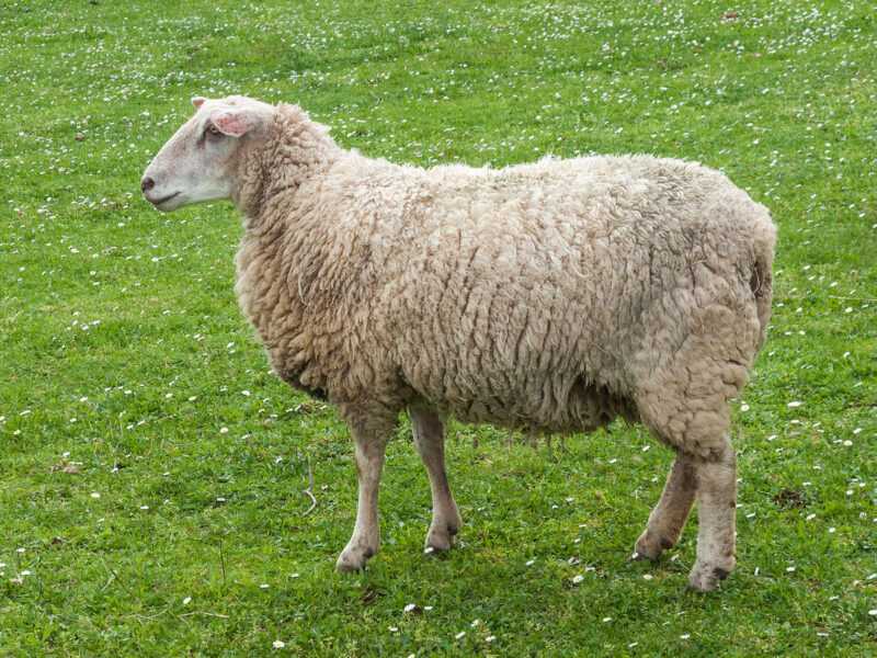 Cừu Arabi: đặc điểm, nguồn gốc, công dụng và thông tin của giống cừu