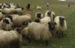 Cừu Karayaka: đặc điểm, nguồn gốc, công dụng và thông tin của giống cừu