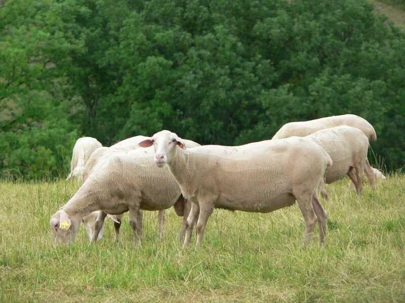 Cừu Lacaune: đặc điểm, nguồn gốc, công dụng và thông tin của giống