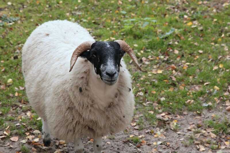Cừu Scottish Blackface: đặc điểm giống, cách sử dụng và thông tin