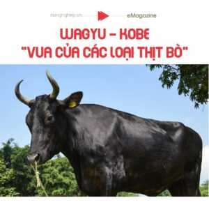Punganur Cattle: đặc điểm, công dụng và thông tin của các giống bò hoàn chỉnh