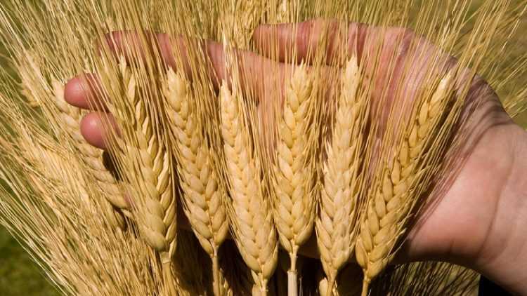 Ví dụ về kế hoạch kinh doanh trồng lúa mì