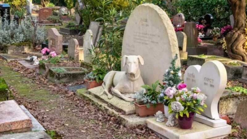 Pet Cemetery - High Sensitivity Business