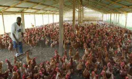 如何在尼日利亚开始家禽养殖