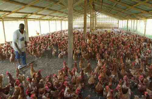 如何在尼日利亚开始家禽养殖