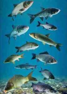 水产养殖中鱼塘的类型