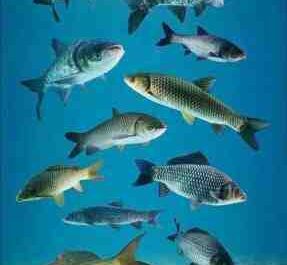 水产养殖中鱼塘的类型