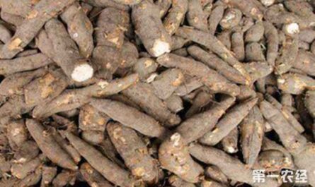 如何在尼日利亚开展木薯种植业务