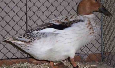 Abacot Ranger 鸭养殖：初学者的创业计划