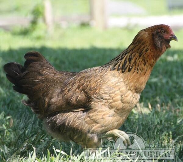 Ameraucana 鸡：特征、气质和全品种信息