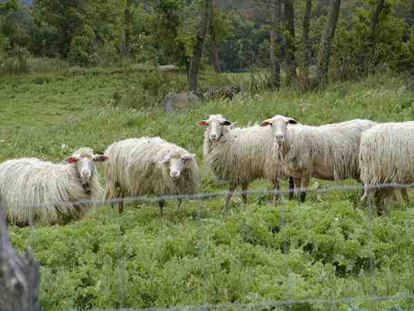 Appenninica 绵羊：特征、用途和品种信息